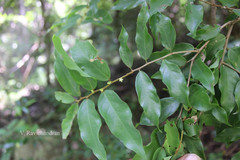 Cleistanthus travancorensis